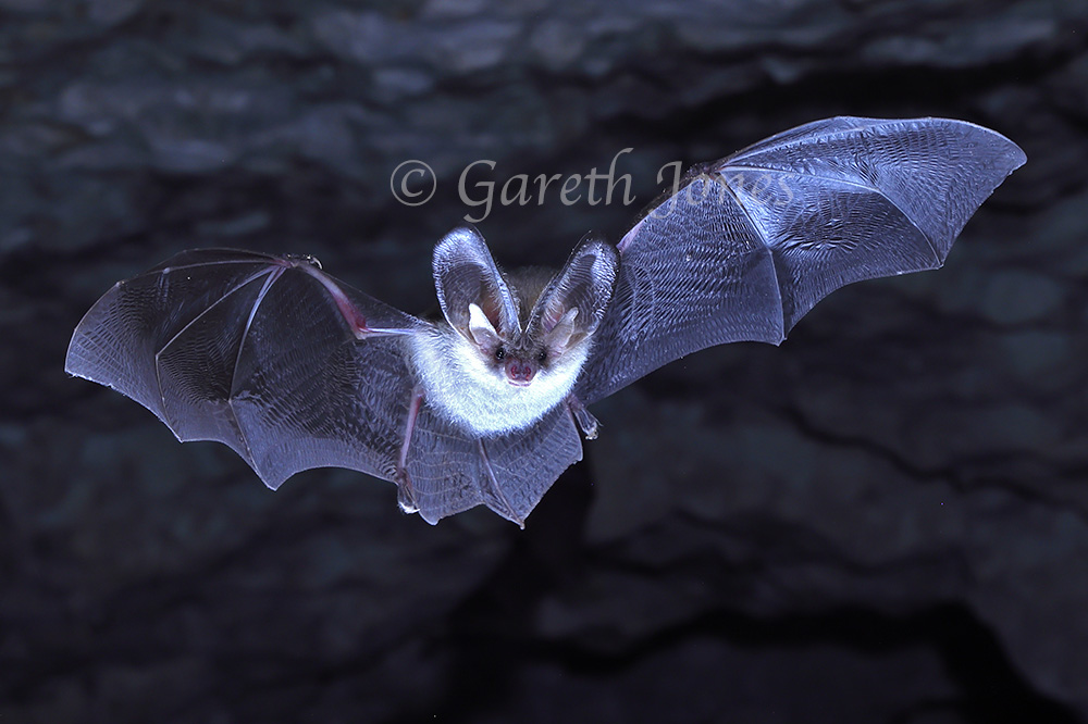 Brown long-eared bat